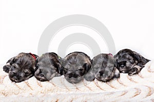 Five sleeping newborn miniature schnauzer puppies on a beige fluffy blanket on a white background. National Puppy Day