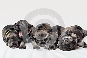 Five sleeping newborn miniature schnauzer puppies on a white background. Little blind puppies lying next to each other