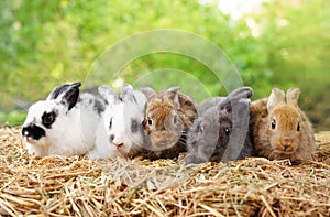 Five small adorable rabbits, baby fluffy rabbits lying on dry straw