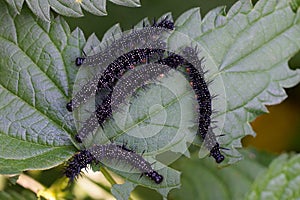 Five small black caterpillars on a green leaf