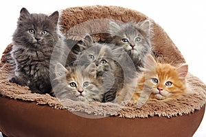 Five small kittens in a basket, isolated on white