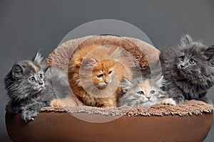 Five small multicolored cats kittens sit in a fur brown pet basket
