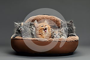 Five small multicolored cats kittens sit in a fur brown pet basket