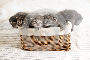 Five small multicolored cats kittens sit in a wicker brown basket