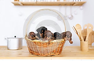 Five small puppies of a dachshund are in the big straw basket standing on a kitchen table