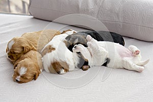 Five small puppies snuggling