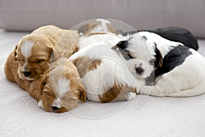 Five small puppies snuggling