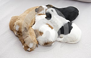 Five small puppies snuggling