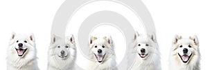 Five Smiling Samoyed Dogs