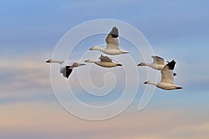 Five snow geese in flight across silky clouds