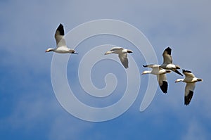 Five Snow Geese Flying in a Blue Sky