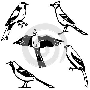 Five songbirds