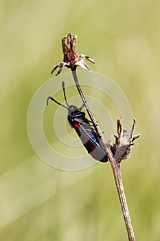 Five-spot burnet photo