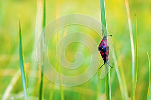 Five-spot burnet moths on grass leaf