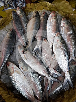 Five-spot Herring, Hilsa Kelee shad Tenualosa ilisha fishes on ice for sale in fish market with silvery scale