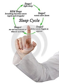 Stages of Sleep Cycle
