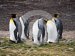 Five Standing King Penguins with Three Preening
