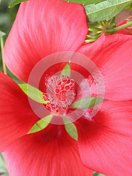 Five Star Pattern Red Flower