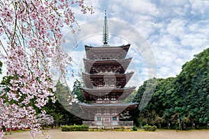 Five Storied Pagoda with Japan cherry blossom in Daigoji Temple