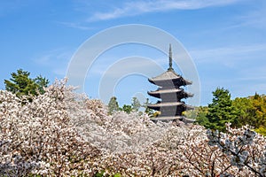 Five storied pagoda of Ninnaji temple photo