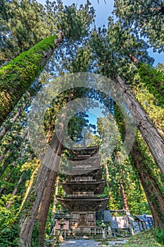 Five Story Pagoda surounded by Sugi trees at Mount Haguro, Dewa Sanzan.