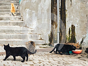 Five street cats near the steps in the old town.