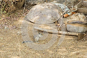 Five Striped Palm Squirrel Eating