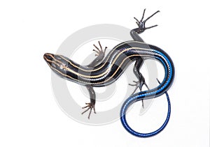 Five-striped Skink