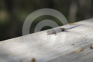 Five-Stripped Skink