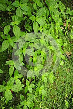 Lush and inviting plant life along the hiking trail at Viento Fresco Waterfalls in Costa Rica. photo