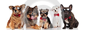 Five stylish dogs of different breeds wearing red bowties
