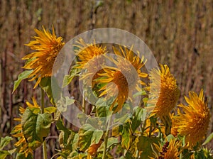 Five Sunflower Sisters