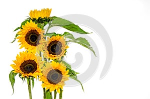 Five sunflower on white background