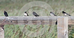 Five Swallow Fledglings Perhed on a wooden fence