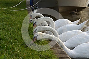 Five swans a feeding