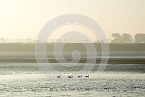 Five swans floating down a river on a misty autumn morning