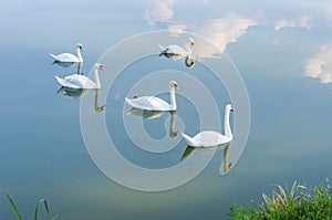 Five swans at lake