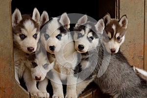 Five sweet husky puppies