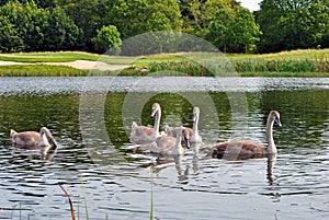 Five sygnets on a lake