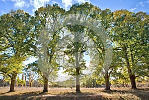 Five tall trees