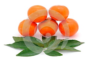 Five tangerines isolated