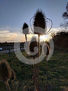 Five teazel seed heads, dipsacus fullonum, against low setting sun.