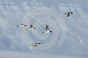 Five thick-billed murre birds Uria lomvia in flight