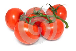 Five tomatoes on branch