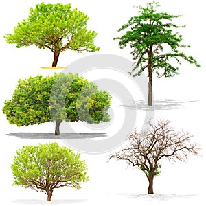 Five trees isolated on white background