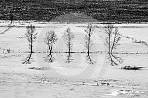 five trees standing on white snow with their shadow in winter landscape