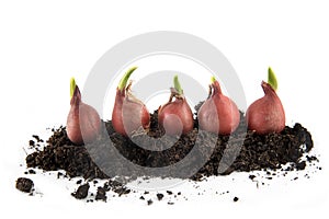 Five tulip bulbs with sprouts growing in potting soil isolated w