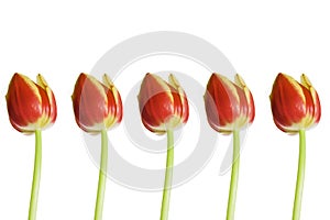 Cinco tulipanes 
