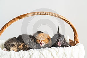 Five Two-weeks-old crossbreed kittens with barely opened eyes sit in pink wicker basket on white wool sweater. Pet