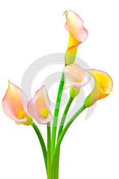 Five vibrant light pink and yellow color calla lillies against whitebackground